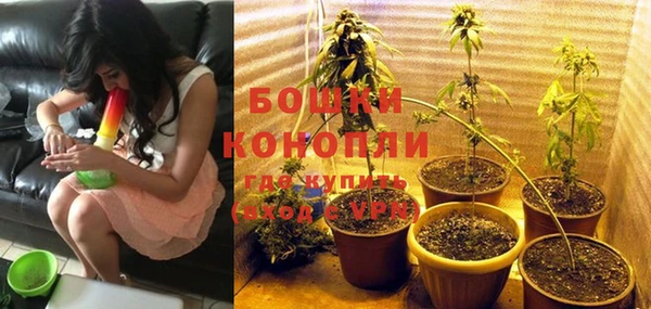 прущие грибы Белокуриха