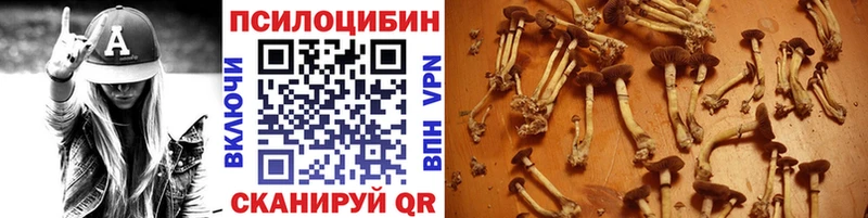 Галлюциногенные грибы Psilocybe  Заполярный 
